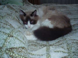 вредный кот