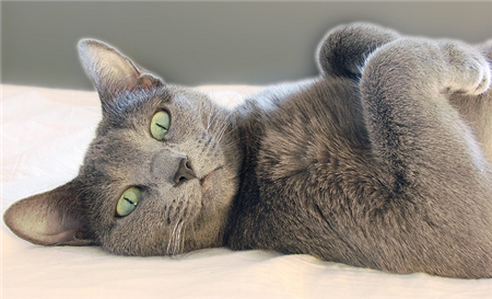 Русская голубая кошка Русская голубая кошка