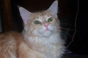 кошка породы мейн-кун