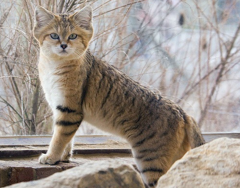 Барханная кошка Барханная кошка