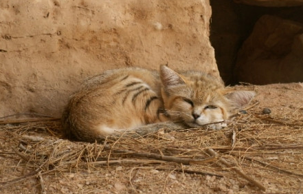 Барханная кошка Барханная кошка