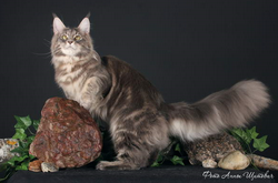 окрасы мейн-кунов. голубой мраморный окрасы мейн-кунов. голубой мраморный