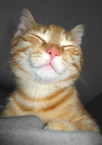 скучают ли кошки