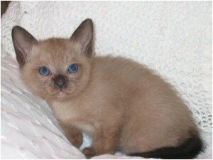 тонкинская порода кошек