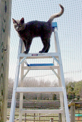 ремонт и кошка