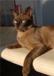 тонкинская порода кошек тонкинская порода кошек