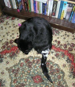 ремонт и кошка