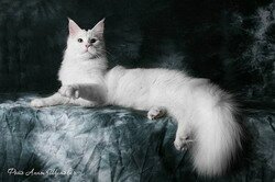 окрасы мейн-кунов. белый мейн-кун окрасы мейн-кунов. белый мейн-кун