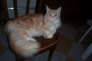 ревакцинация кошек ревакцинация кошек