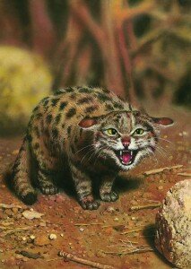 черноногая кошка