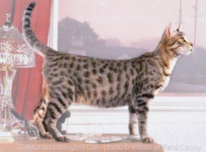 калифорнийская в блестках