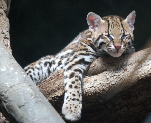 oдикая кошка оцелот oдикая кошка оцелот