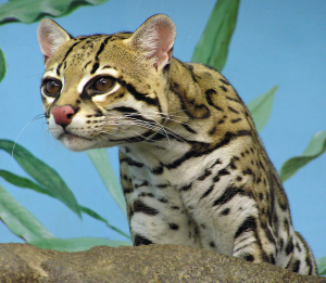 oдикая кошка оцелот oдикая кошка оцелот