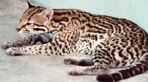 дикая кошка оцелот