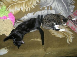 зачем нужна дегельминтизация