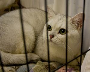 выставка кошек в ленэкспо