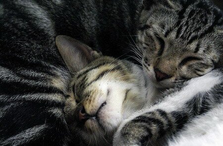 кошки фото любовь кошки фото любовь