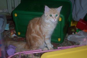 смешные кошки