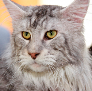 самая крупная домашняя кошка самая крупная домашняя кошка