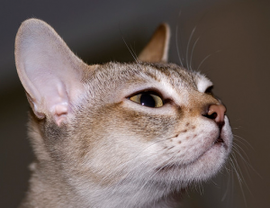 самая маленькая порода кошек самая маленькая порода кошек