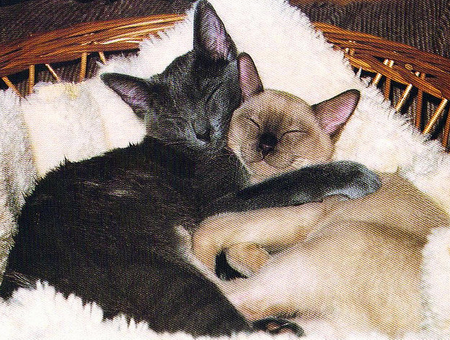 кошки фото любовь кошки фото любовь