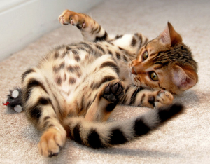 самая дорогая порода кошек самая дорогая порода кошек