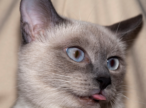 самая умная порода кошек самая умная порода кошек