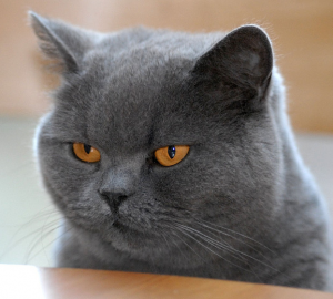 самые популярные кошки