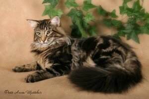 норвежская лесная кошка картинки норвежская лесная кошка картинки