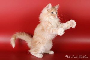 норвежская лесная кошка картинки