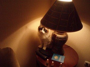 кот предатель