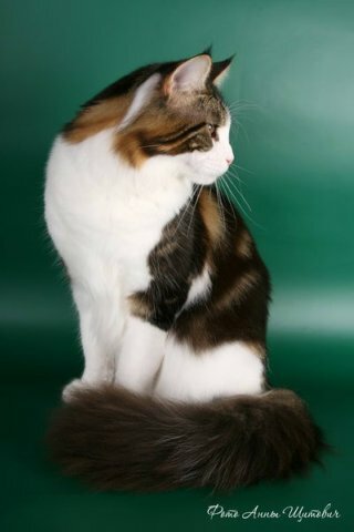 мейн-кун редкий окрас мейн-кун редкий окрас