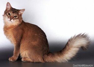 сомалийская порода кошек
