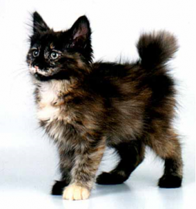 порода кошек курильский бобтейл