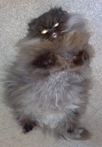 самая пушистая порода кошек