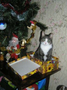 новогодние кошки