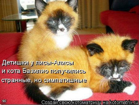 котоматрицы котята котоматрицы котята