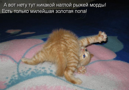 котоматрицы котята котоматрицы котята