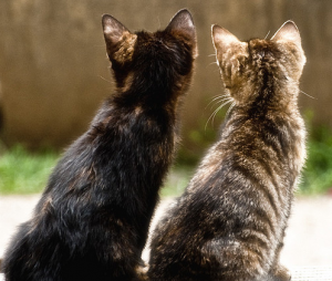 два некастрированных кота