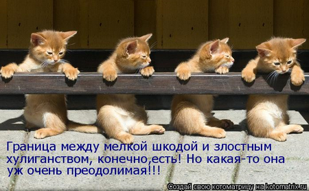 котоматрицы котята котоматрицы котята