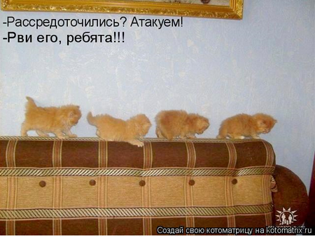 котоматрицы котята котоматрицы котята