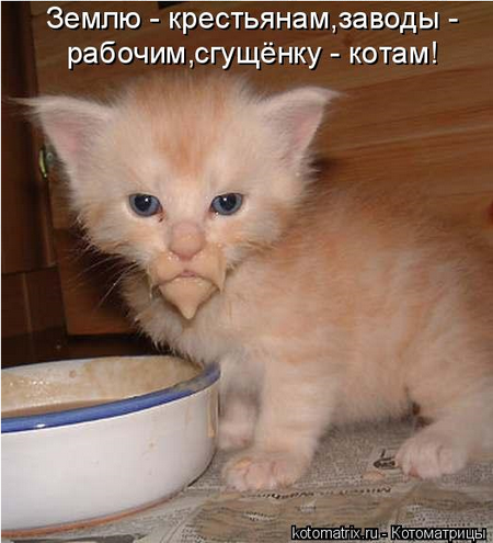 котоматрицы котята котоматрицы котята
