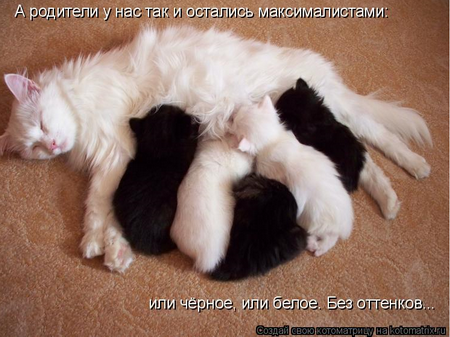 котоматрицы котята котоматрицы котята