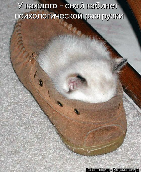 котоматрицы котята котоматрицы котята