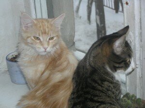 породы кошек отличия