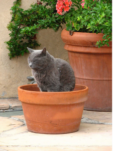 кошка ест цветы