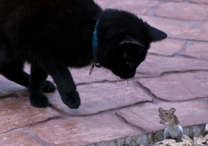 кошка ловит мышку