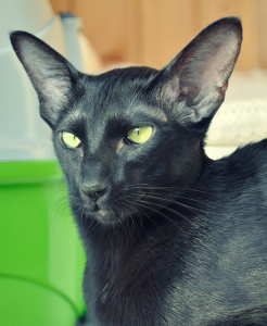 ориентальная короткошерстная кошка