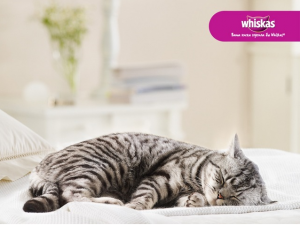 порода котенка из рекламы вискас