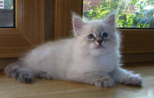 порода кошек невская маскарадная фото